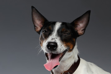 Closeup Portrait of Winked Jack Russell Terrier Dog squints