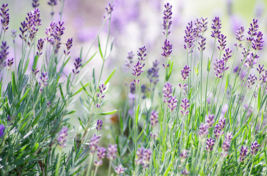 Lavandula angustifolia im Sommergarten helles freundliches Bild vom Lavendel im Garten 