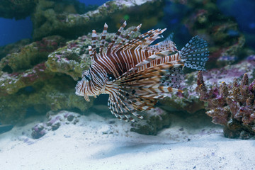 Underwater, Underwater World, corals and beautiful fish
