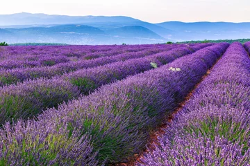 Abwaschbare Fototapete Lavendel Lavendelfeld Sommerlandschaft in der Nähe von Sault