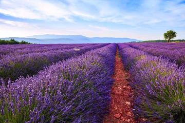 Fototapete Lavendel Lavendelfeld-Sommerlandschaft bei Sault