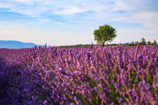 Lavender field summer landscape near Sault