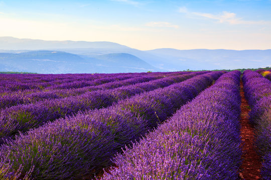 Fototapeta Lavender field summer landscape near Sault