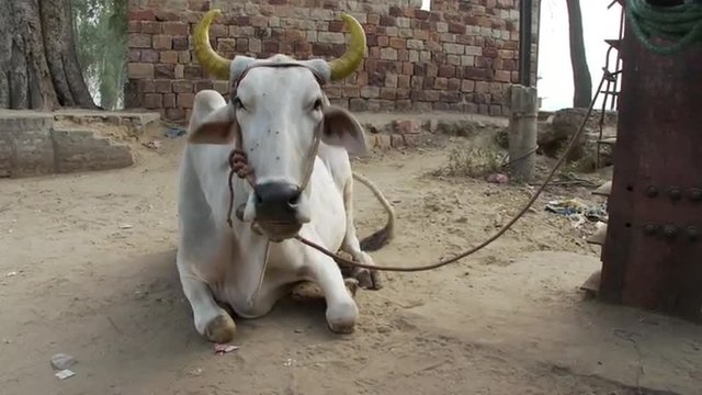 White Brahma Bull