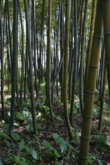 竹林／山形県の庄内地方で、竹林を撮影した写真です。