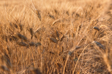 Fototapeta premium Golden wheat field and sunny day