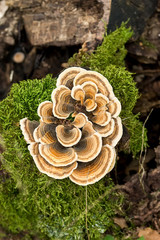 Turkey tail mushrooms