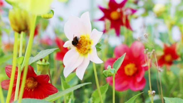 Beautiful bee sits on bright flower in flower bed at summer
