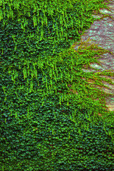 Ivy plant on white wall