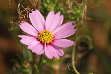 Fototapeta premium pink flower