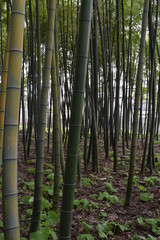 Fototapeta premium 竹林／山形県の庄内地方で、竹林を撮影した写真です。
