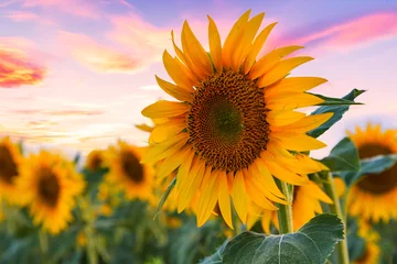 Selbstklebende Fototapete Sonnenblume Sonnenblumenfeld