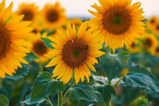 Sunflower field © Kavita