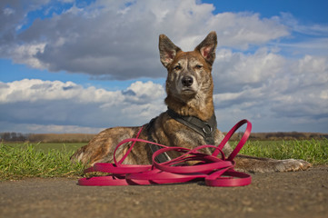 Hund an langer Leine