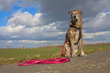 Hund an langer Leine