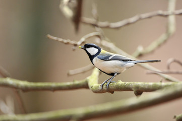 止まり木のシジュウカラ