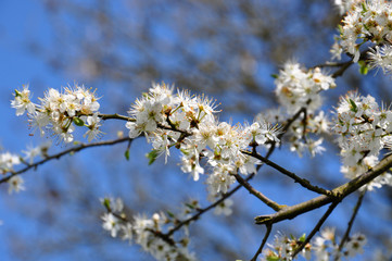 Beautiful white blooming tree branch, spring time