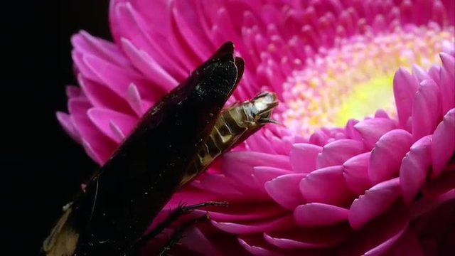 Tight shot of a Death's Head Cockroach crawling on a pink flower.