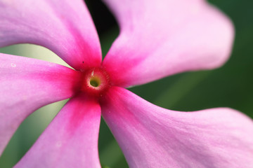 close up pink flower