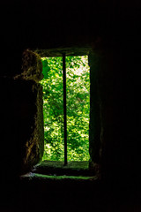 vegetation through the window