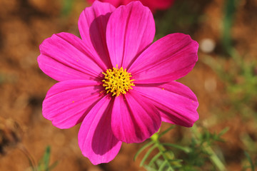 Obraz premium pink flower