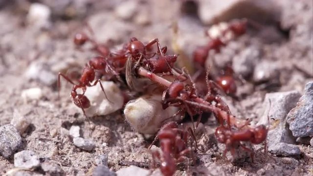Fire ants swarming a grasshopper.