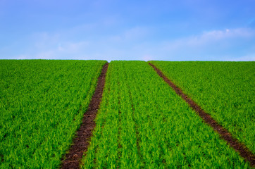 Fototapeta na wymiar Spring field with growing young bean plants and blue sky - agricultural seasonal abstrct background