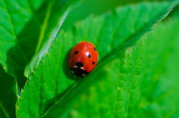 Red ladybag on the green leaf, natural spring seasonal eco background