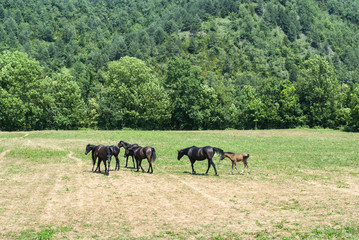 Arabian Horses in Catalunya