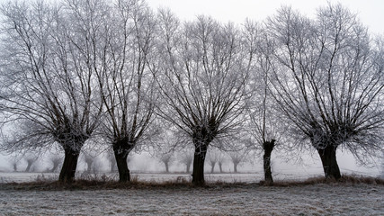Oszronione wierzby © podlaski49