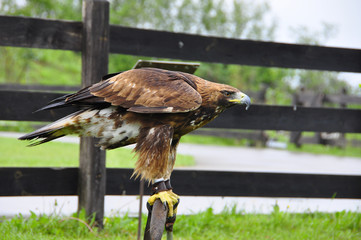 Brown eagle sitting