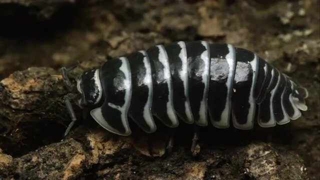 Close up of a black and white spotted pill bug on some bark.