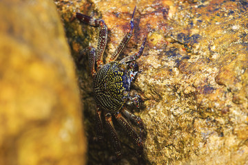 Colourfull land crab