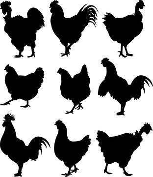 cock, chicken, hen - silhouettes