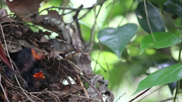 Javan Banded Pitta (Pitta guajana) nesting in Java, Indonesia
