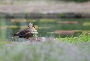 カルガモ
