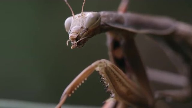 Praying mantis with parts of a grasshopper in its mandibles.