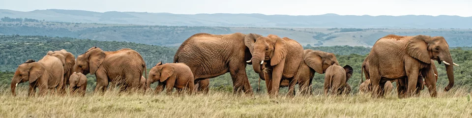 Tuinposter olifanten kudde © tonymapping