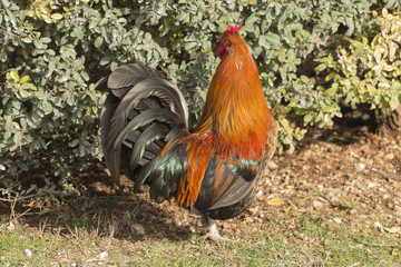 singing rooster in the farm