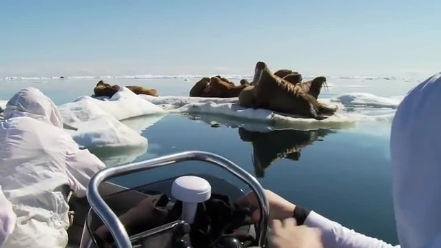 Researchers tranquilize a walrus using a tranquilizer gun.