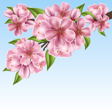 Realistic cherry tree branch with pink flowers for spring