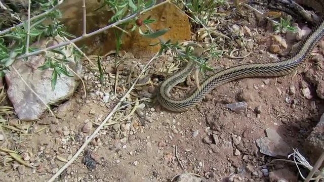 A garter snake slithers across the desert and attempts to strike when followed.