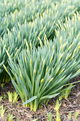 Obraz premium Field of narcissus that should flourish