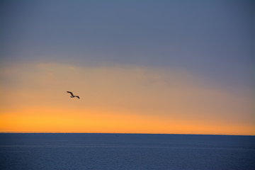Plakaty  seagull flying over the sea at sunset