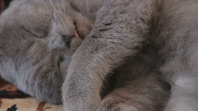 Sweet dreams of British Shorthair cat 