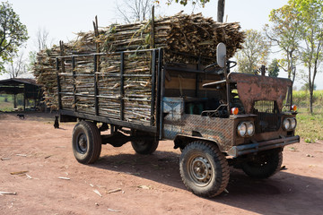 Obraz premium Zuckerrohr Transport