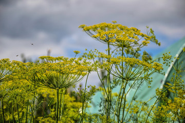 Flowering dill herbs plant in the garden (Anethum graveolens). Close up of fennel flowers