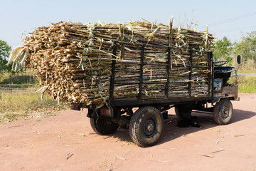 Obraz premium Zuckerrohr Transport