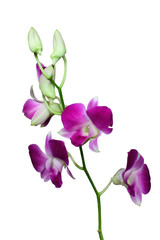 Веточка орхидеи на белом фоне
