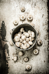 Fresh mushrooms in an old pot. On rustic background.